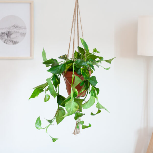 Epipremnum Pinnatum Aureum - Scindapsus - €15,95