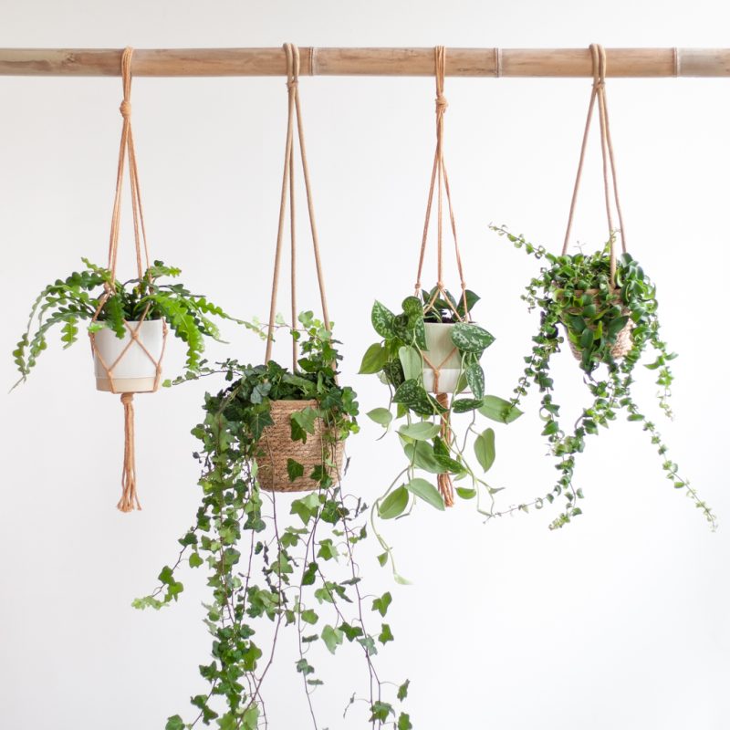 Hangplantenbox 4 stuks