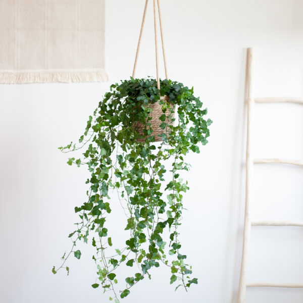 Hedera Helix Wonder - Klimop - €19,95