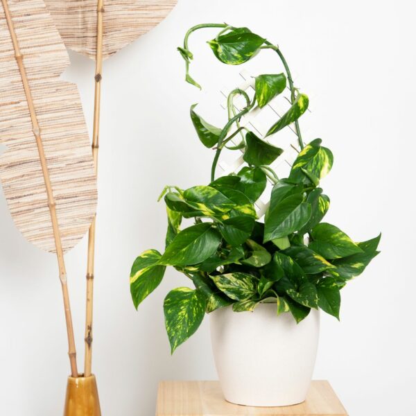 Epipremnum Pinnatum Aureum Scindapsus
