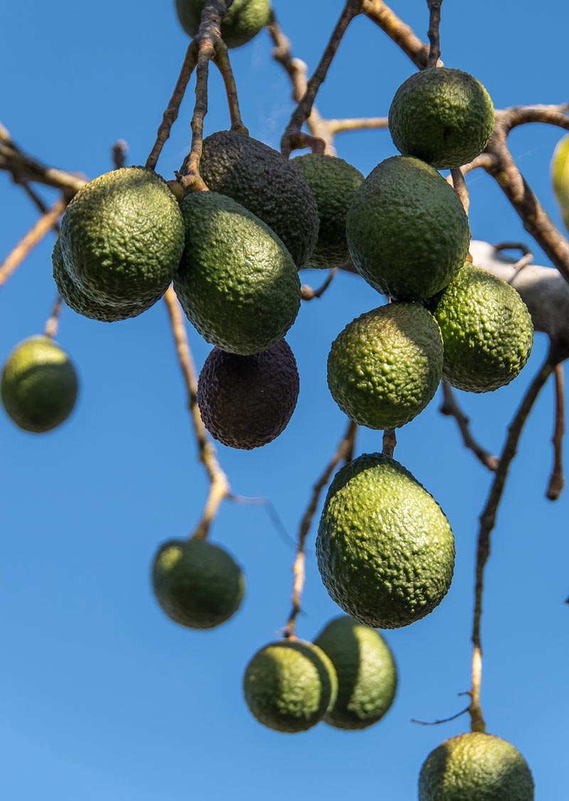 avocadoboom groeien vruchten