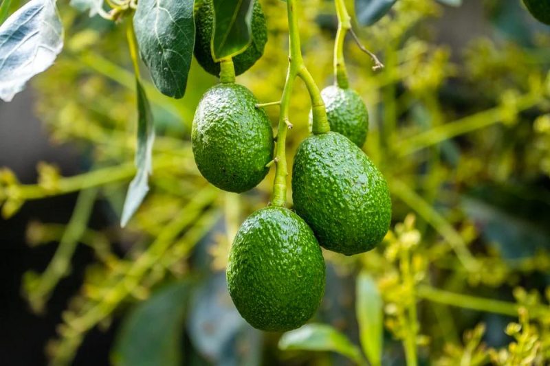 avocadoboom tropisch