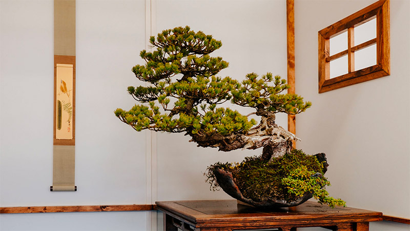 De locatie speelt een belangrijke rol bij de verzorging van een bonsai boom binnen in huis.
