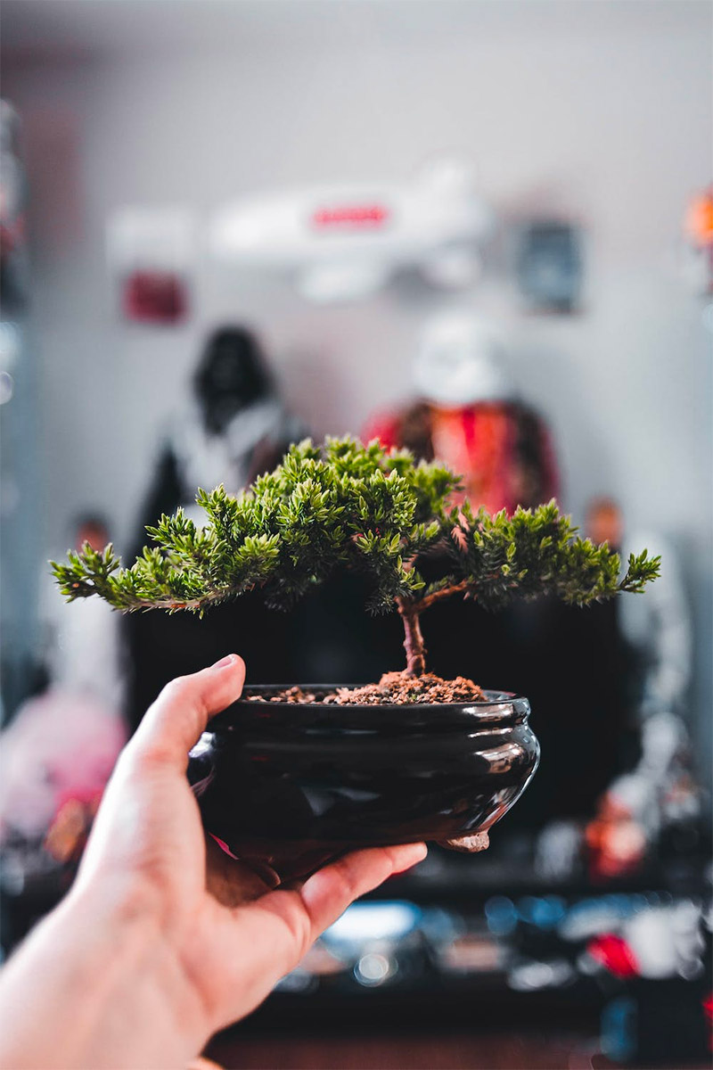 Goede verzorging is essentieel voor bonsai bomen.