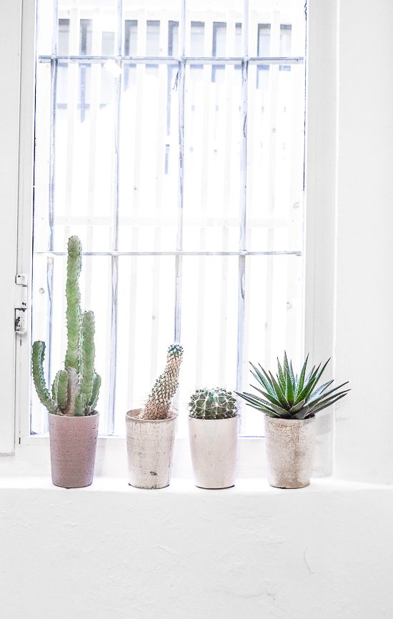Cactussen op vensterbank