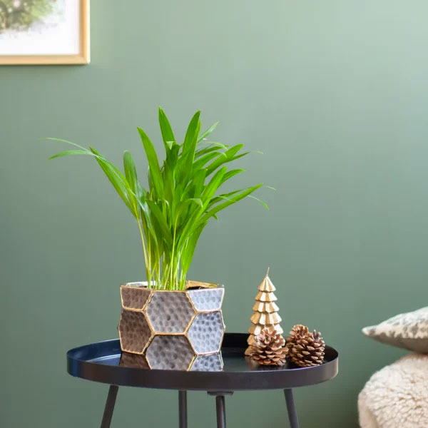 Dypsis Lutescens Areca Goudpalm