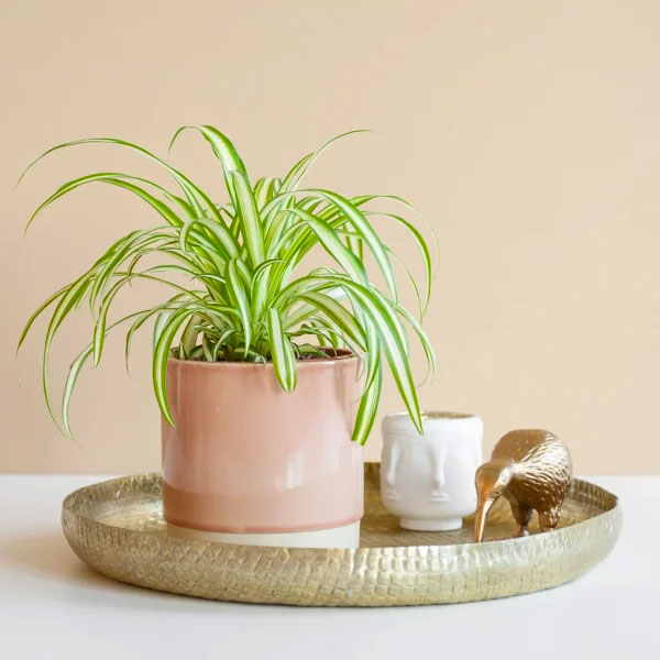 Chlorophytum Comosum - Graslelie - Pet Candy - €9,95