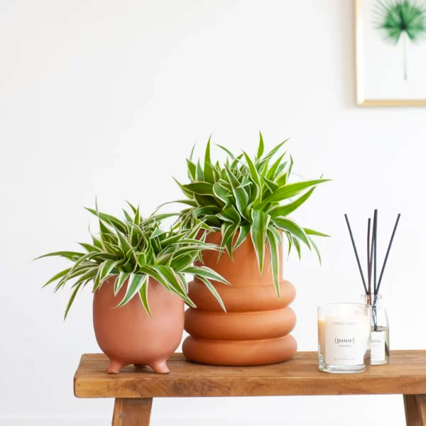 Chlorophytum Comosum Duo - Graslelies - €19,90