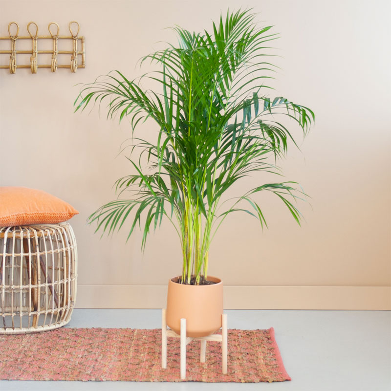 Dypsis Lutescens Areca Goudpalm