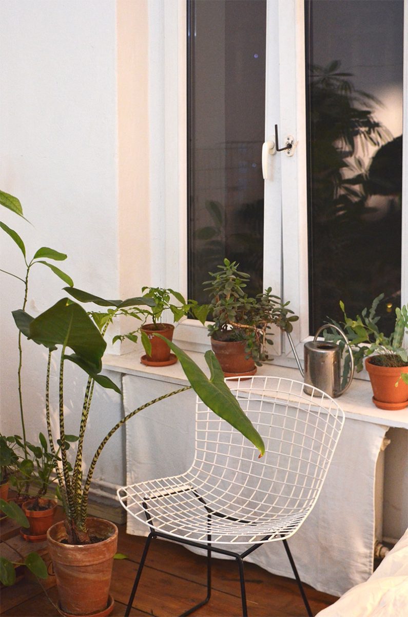 Een grote Olifantsoorplant kan je heel mooi combineren met andere plantjes in huis.