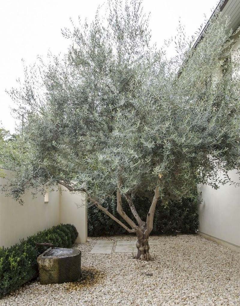 Grote olijfboom in mediterrane tuin Grote olijfboom in mediterrane tuin