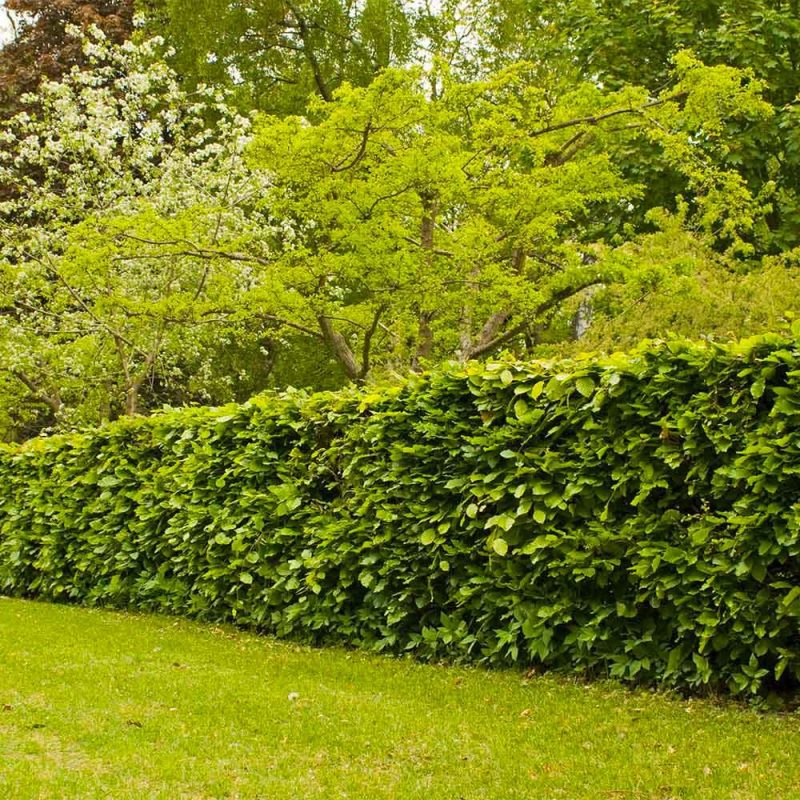 hagen beukhagen hagen beukhagen