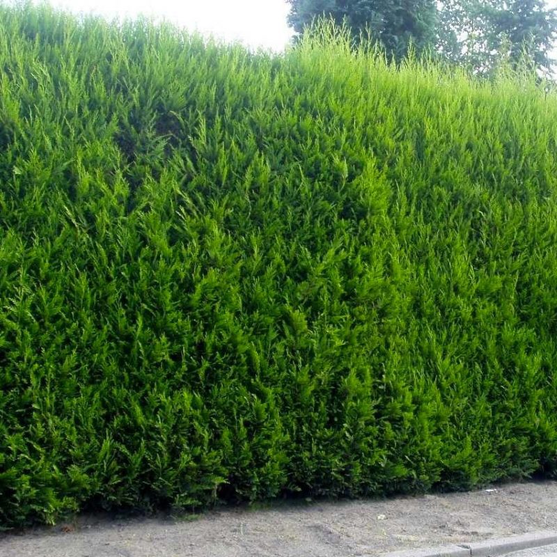 hagen planten Leylandii hagen planten Leylandii