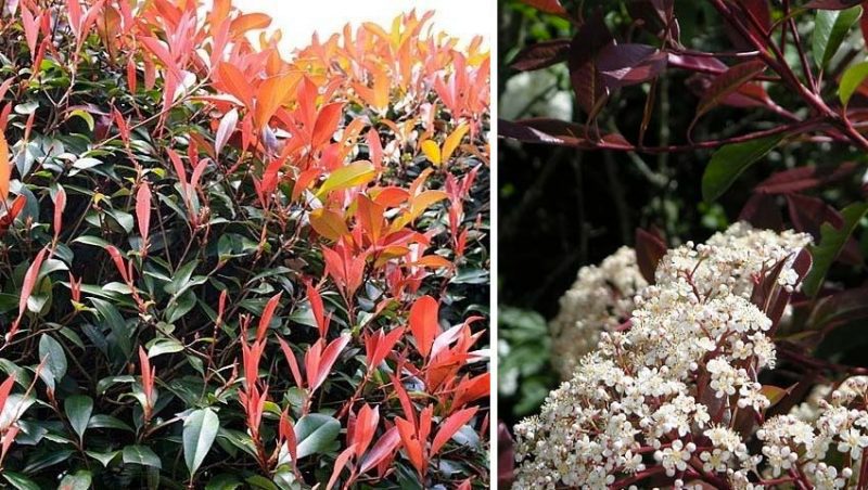 hagen planten Photinia fraseri Red Robin hagen planten Photinia fraseri Red Robin