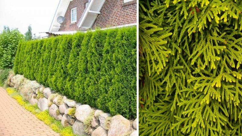 hagen planten Thuja occidentalis Smaragd hagen planten Thuja occidentalis Smaragd
