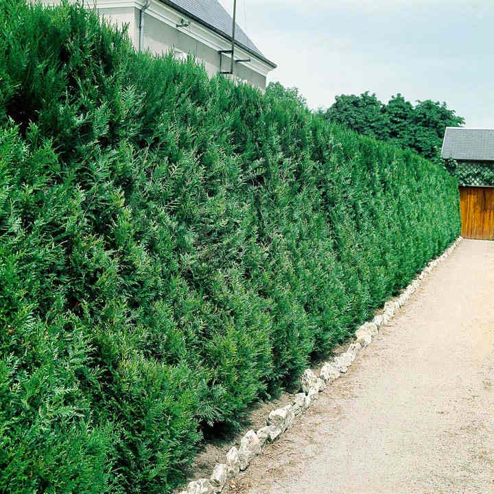 hagen planten Thuja plicata Atrovirens hagen planten Thuja plicata Atrovirens
