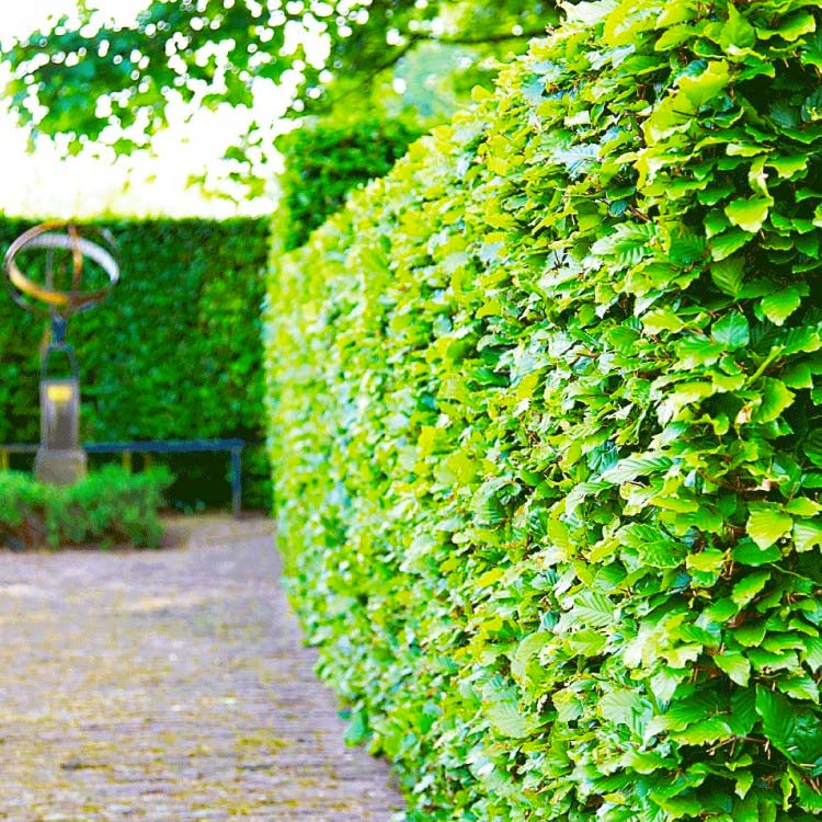 hagen planten groene beukenhaag hagen planten groene beukenhaag