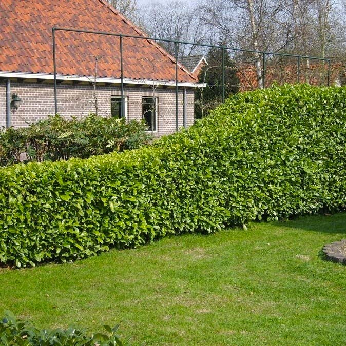 hagen planten laurierhaag hagen planten laurierhaag