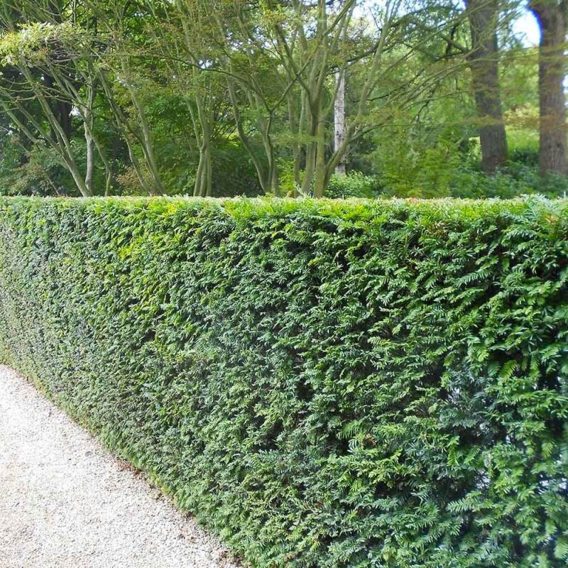 hagen taxus baccata hagen taxus baccata