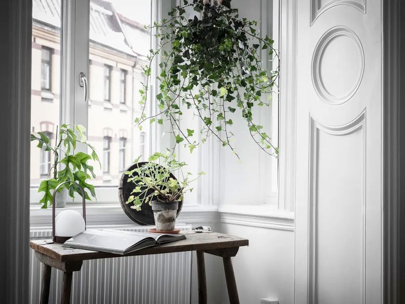 hangplant in slaapkamer hangplant in slaapkamer