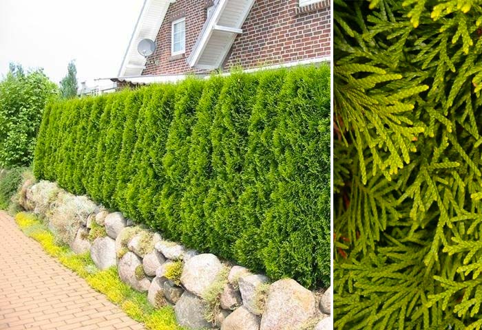 kant en klare hagen Thuja occidentalis Smaragd kant en klare hagen Thuja occidentalis Smaragd