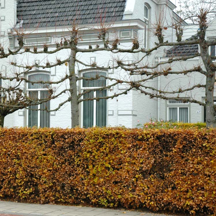 kant en klare hagen - beukenhaag kant en klare hagen - beukenhaag