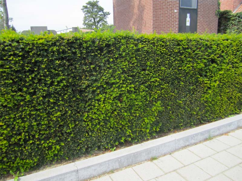 kant-en-klare-hagen-taxus-baccata kant en klare hagen taxus baccata