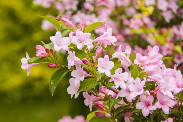 kant en klare hagen weigela rosea kant en klare hagen weigela rosea