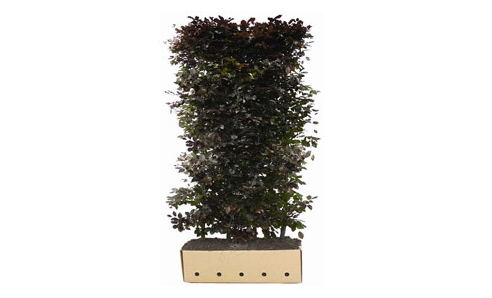 kant en klare heggen Fagus Sylvatica Atropunicea kant en klare heggen Fagus Sylvatica Atropunicea