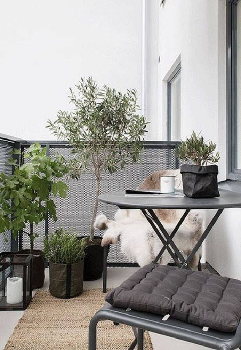 Kleine Olijfboom in pot op balkon Kleine Olijfboom in pot op balkon