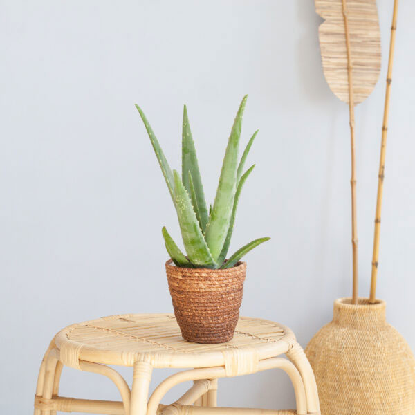 Aloë Vera Wonderplant