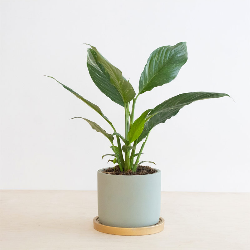 Spathiphyllum Diamond Lepelplant variegata -