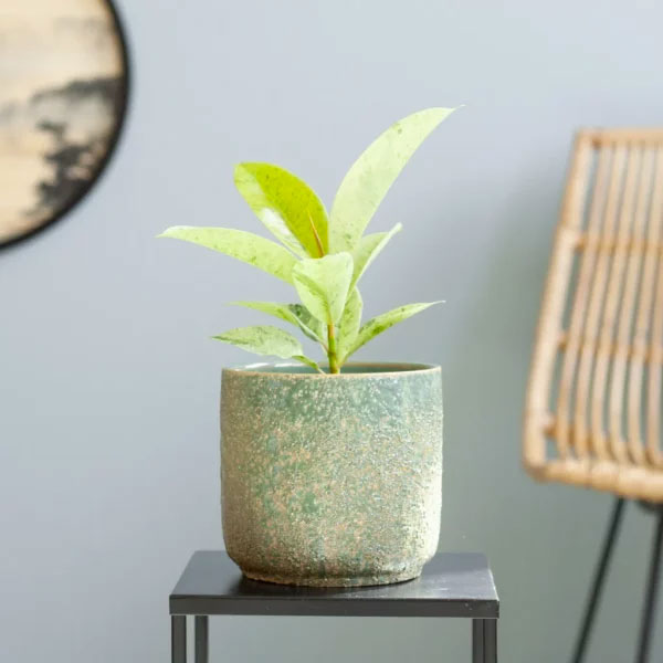 Ficus Shivereana Moonshine Rubberboom
