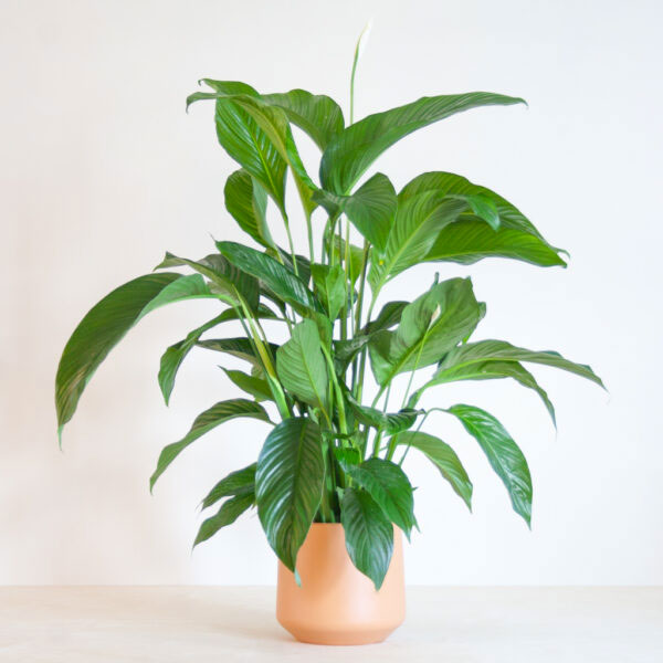 Spathiphyllum Sweet Lauretta Lepelplant
