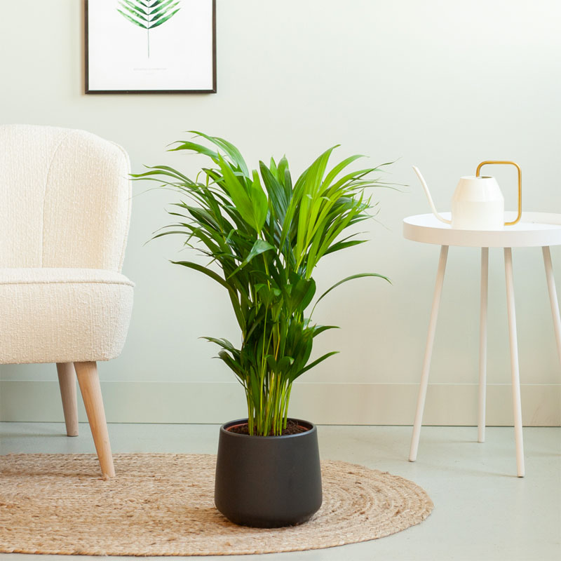 Dypsis Lutescens Areca Goudpalm