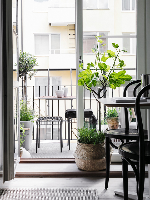 olijfboompje-op-balkon Leuk Olijfboompje op klein balkon