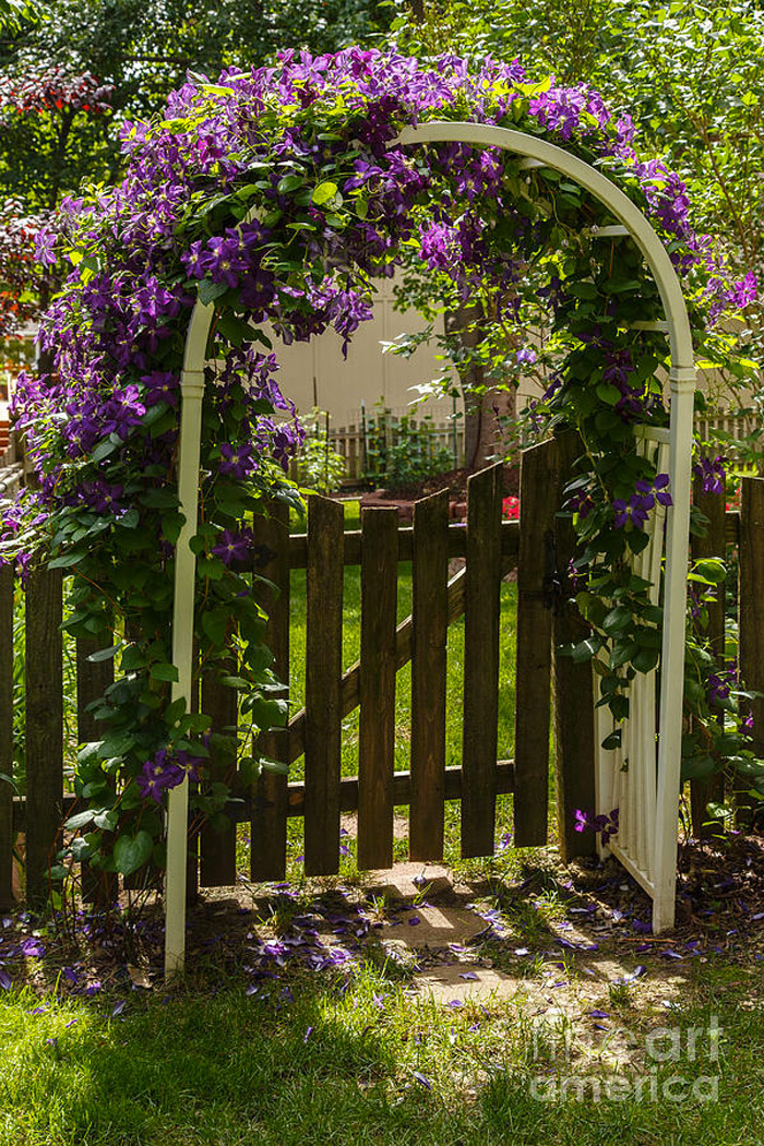 rozenboog clematis