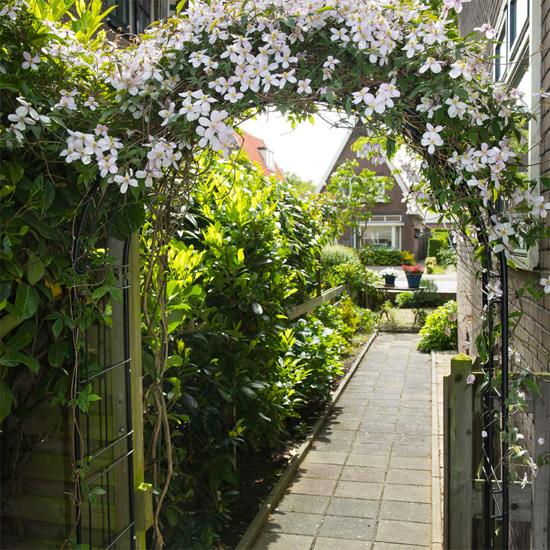 rozenboog in de tuin