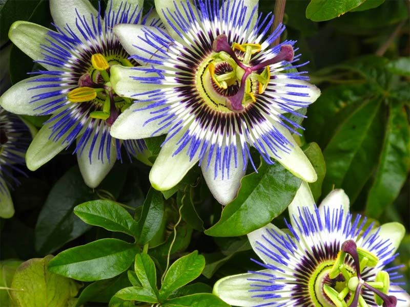 rozenboog passiebloem