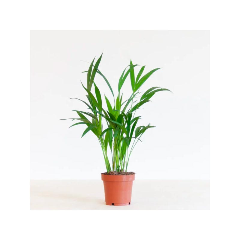 scandinavische woonkamer areca goudpalm