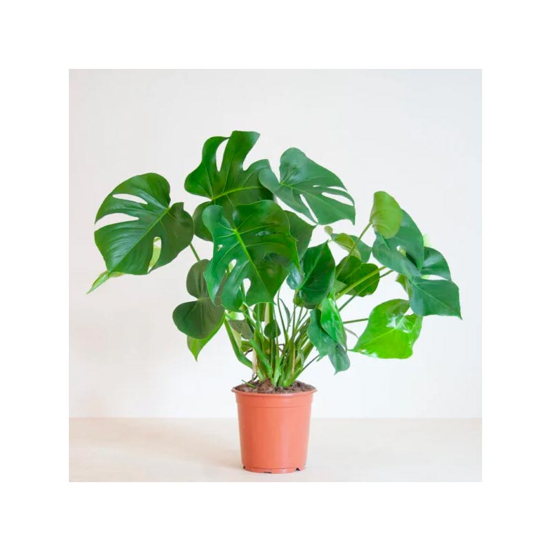 Gatenplant - € 22,95