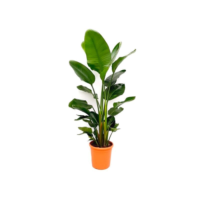 Paradijsvogelplant - € 84,95