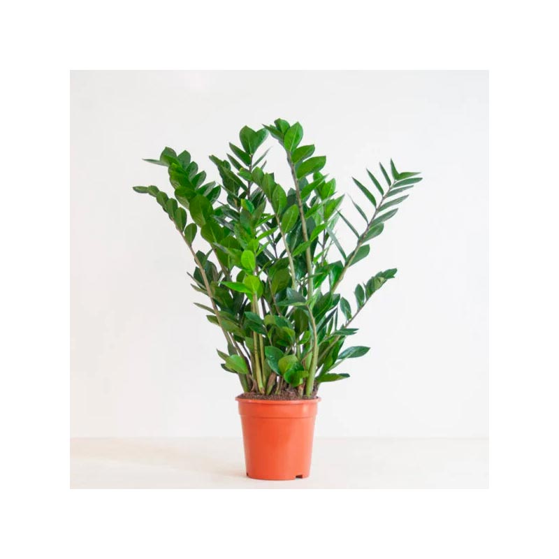Zamioculcas Zamiifolia