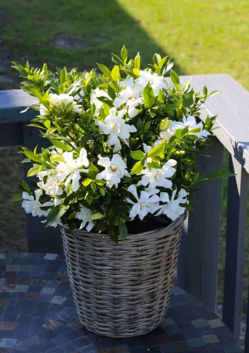Gardenia jasminoides ‘Celestial Star’ – Kaapse Jasmijn