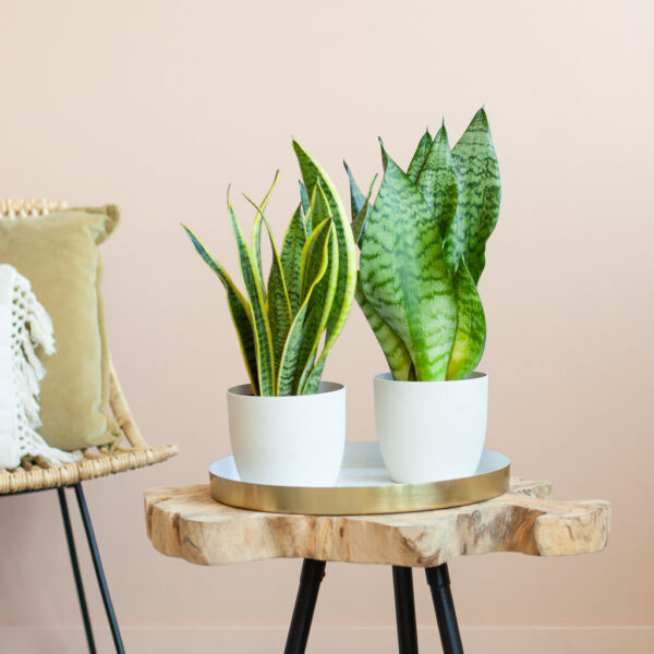 Sansevieria Duo Vrouwentong