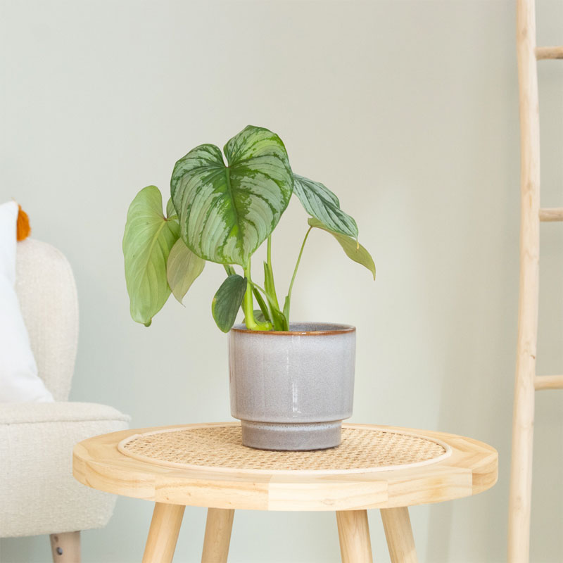 Philodendron Mamei