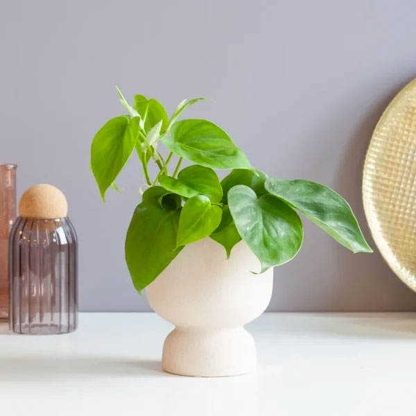 Philodendron Scandens