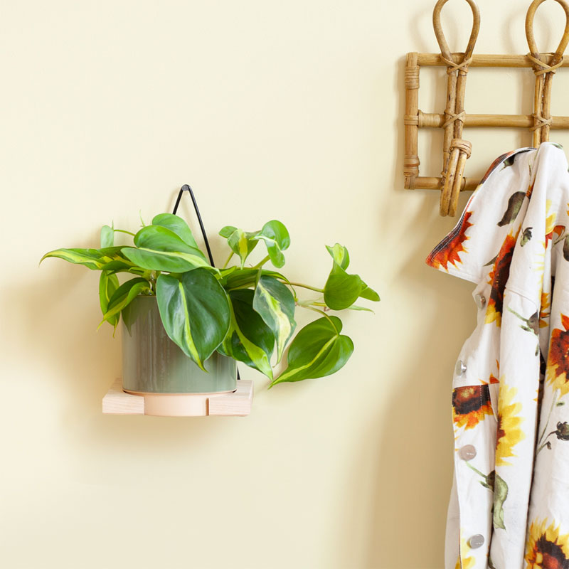 Philodendron Scandens Brasil