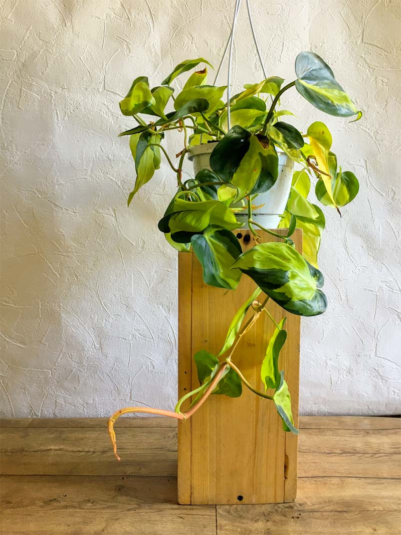 slaapkamer planten Philodendron scandens slaapkamer planten Philodendron scandens