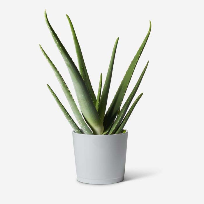 slaapkamer planten aloe vera slaapkamer planten aloe vera